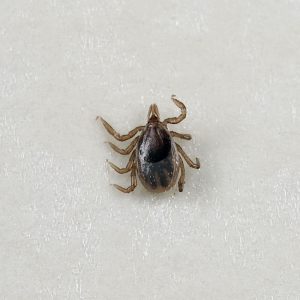 Tick Talk | The Life Cycle of a Tick with Photos