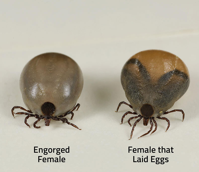 tick reproduction